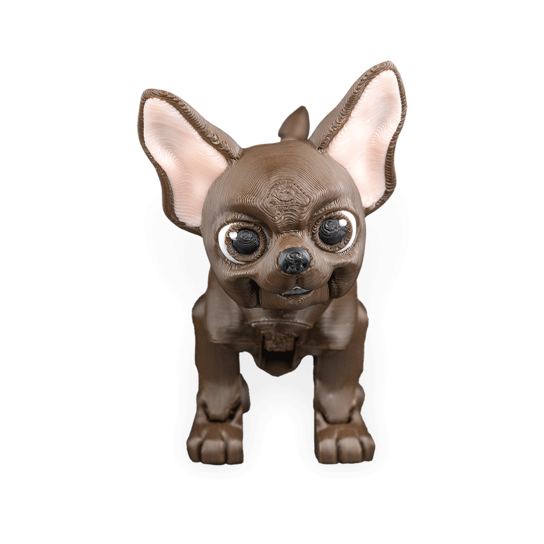 Lupe the Chihuahua